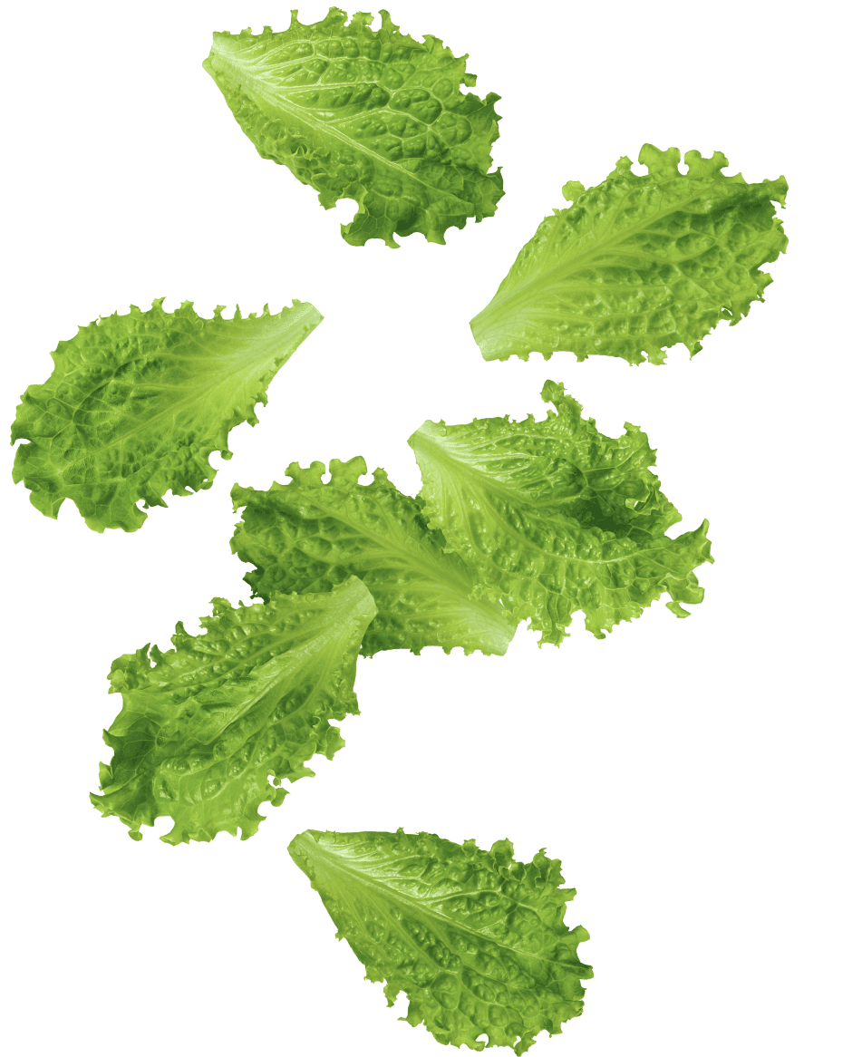 lettuce-leaf