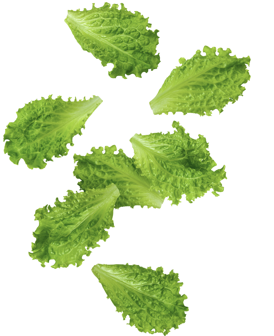 lettuce-leaf