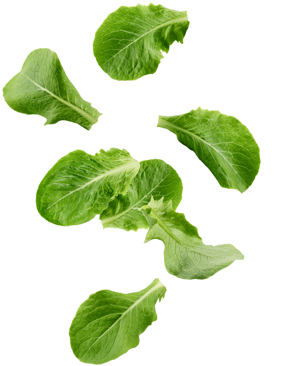 lettuce-leaf2