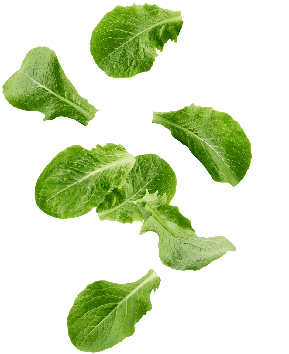 lettuce-leaf2